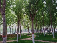 河北正定師范高等?？茖W(xué)校歷年錄取分?jǐn)?shù)線