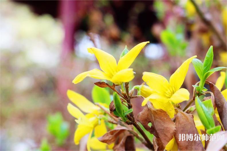 海南師范大學(xué)2023年報(bào)名條件、招生要求、招生對象 
