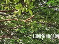 湖南師范大學(xué)2023年報(bào)名條件、招生要求、招生對(duì)象