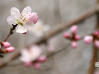 成都錦城師范學(xué)院2023年學(xué)費、收費多少